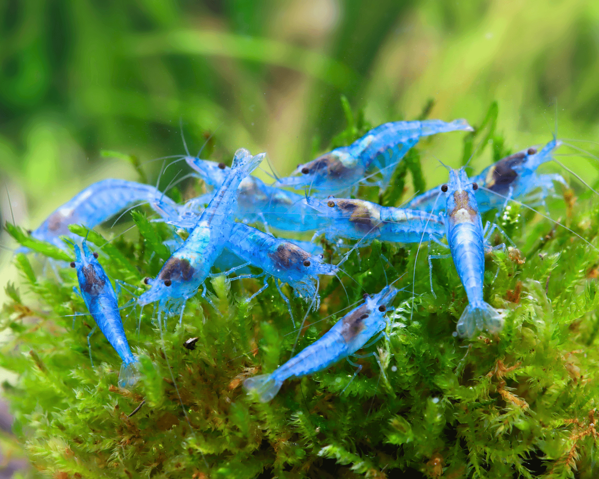Blue Jelly Shrimp: Neocaridina davidi
